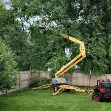 How Our Tree Care Process Works  in  Onset, MA